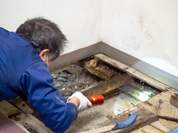 Best Mold Testing  in Galva, KS