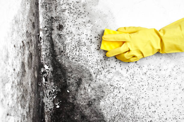 Best Mold Cleaning Services  in Galva, KS