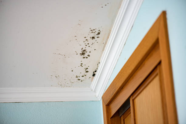 Best Residential Mold Removal  in Galva, KS