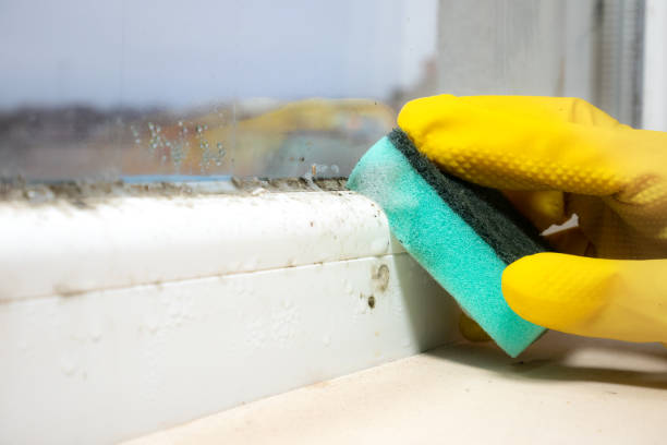 Best Best Mold Removal Companies  in Galva, KS