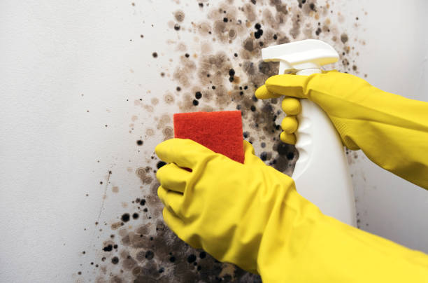 Best Local Mold Removal Service  in Galva, KS