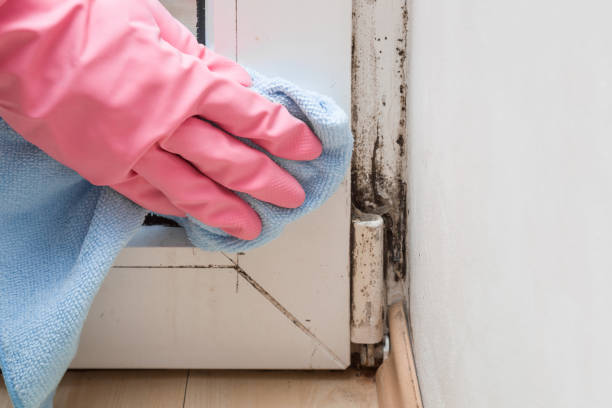 Best Home Mold Removal  in Galva, KS