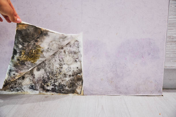 Best Fast Mold Removal  in Galva, KS